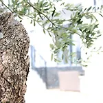La Olivetree ヴィラ Katuni