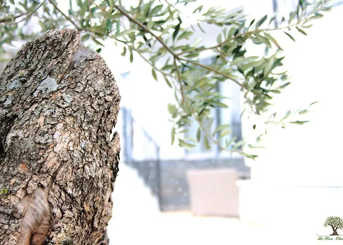 La Olivetree Villa Katuni