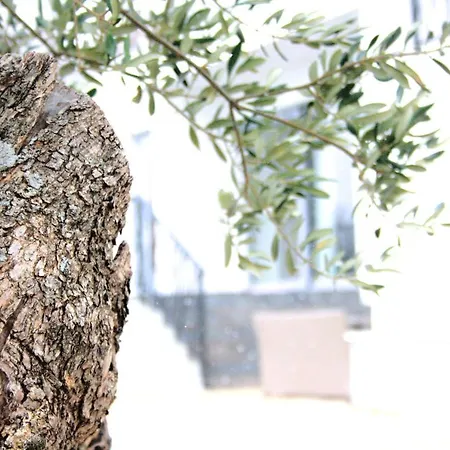La Olivetree Βίλα Katuni